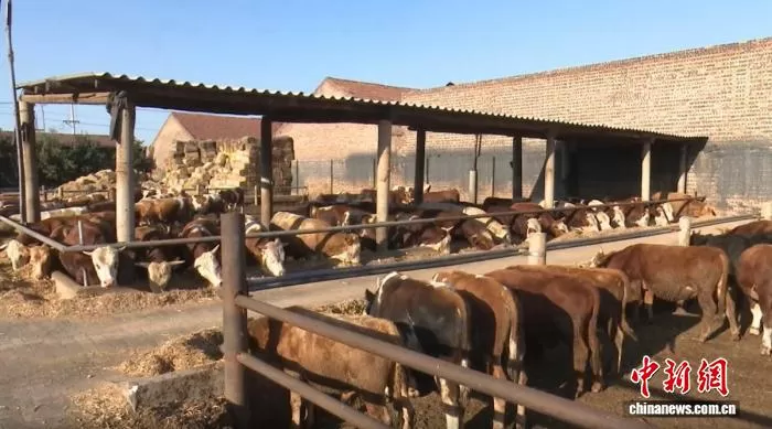 在山西祁县一家企业的养殖区，良种肉牛整齐分栏。范金宇 摄