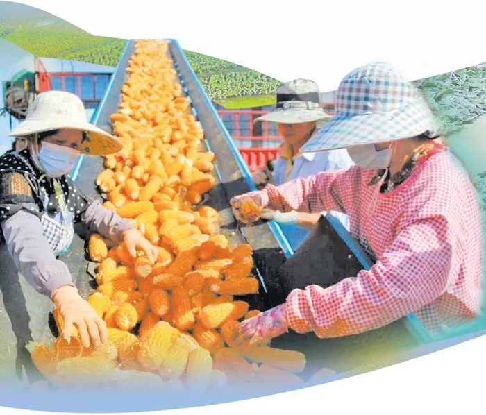 制种玉米加工。祥云县农业农村局供图