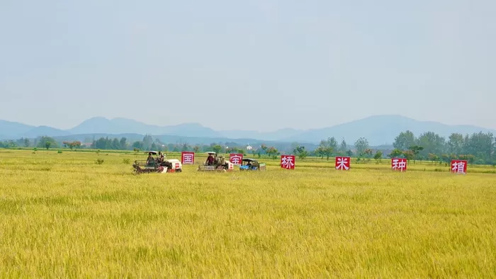 　　图为国宝桥米示范种植基地。新华社发